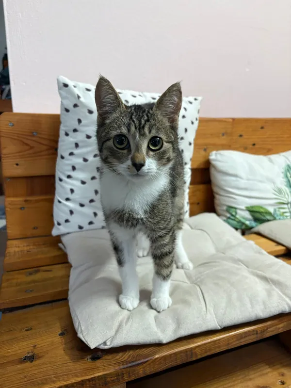 Kot do adopcji, Czartki, 12 listopada 2025 (4/5)