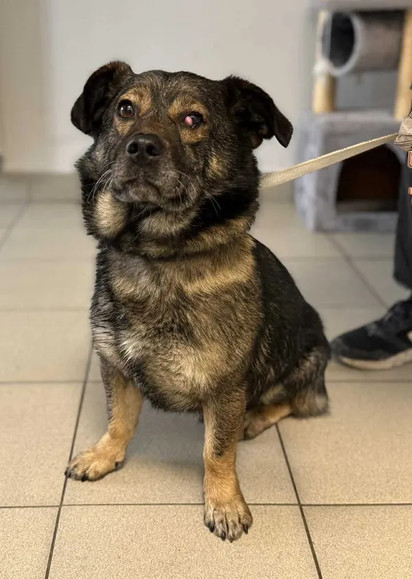 Znaleziono psa, Lublin, 12 listopada 2025