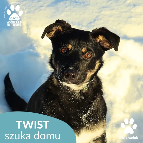 Znaleziono psa, Dąbrówka, 9 stycznia 2026 (1/4)