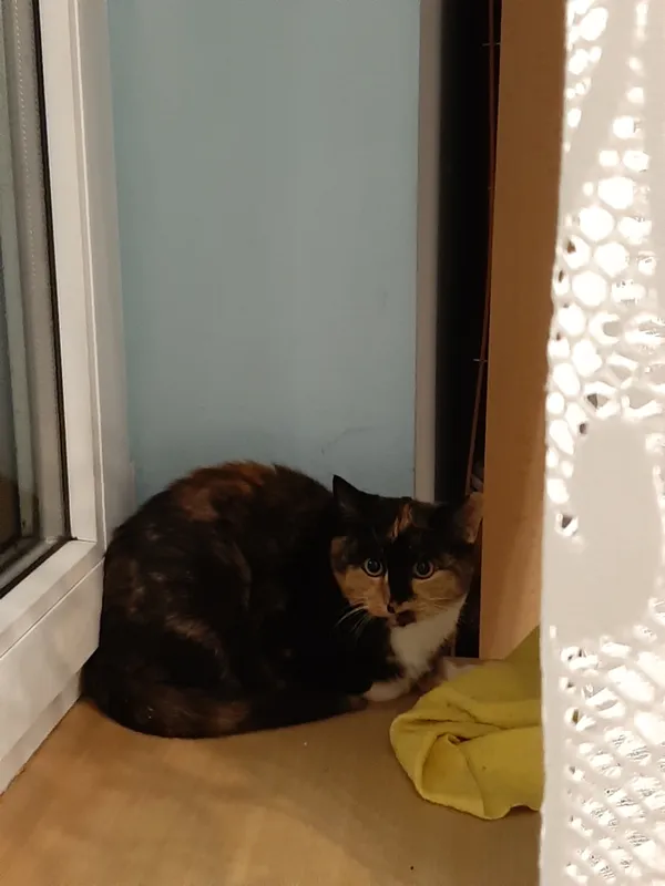 Zaginął kot, Jacków, 13 listopada 2025 (1/3)