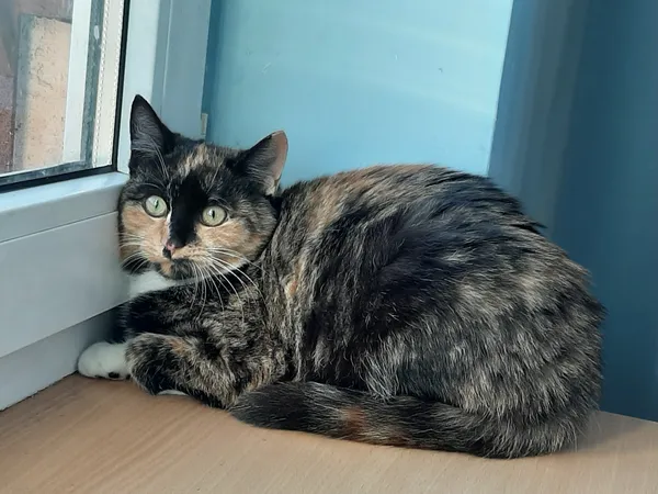 Zaginął kot, Jacków, 13 listopada 2025 (2/3)