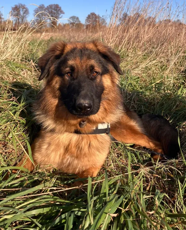 Oddam psa, Olsztyn, Grunwaldzkie, 13 listopada 2025 (1/6)