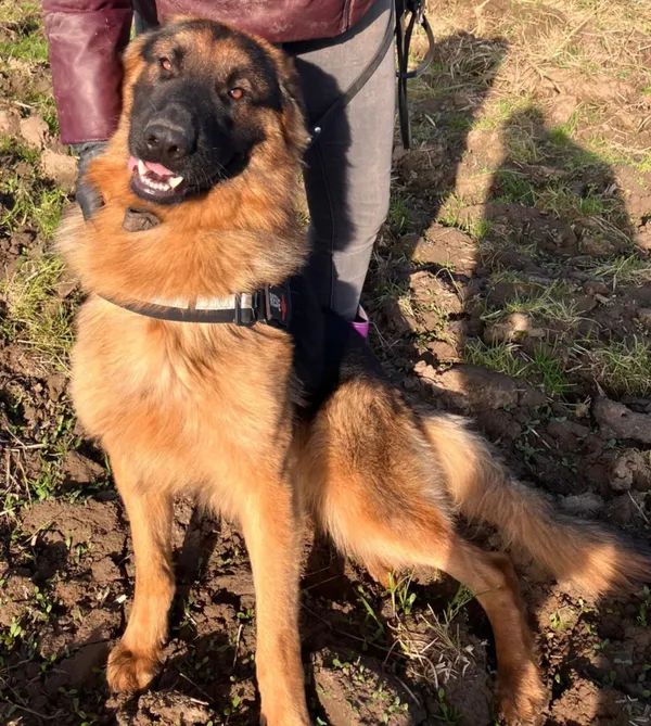 Oddam psa, Olsztyn, Grunwaldzkie, 13 listopada 2025 (5/6)