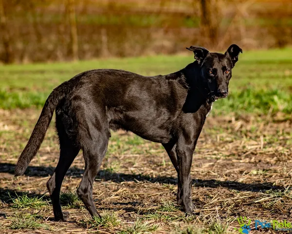 Pies do adopcji, Racławice, 10 listopada 2025 (3/5)