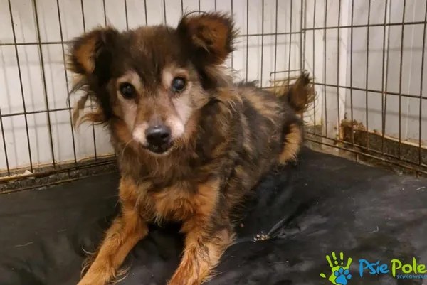 Pies do adopcji, Racławice, 11 listopada 2025 (1/2)