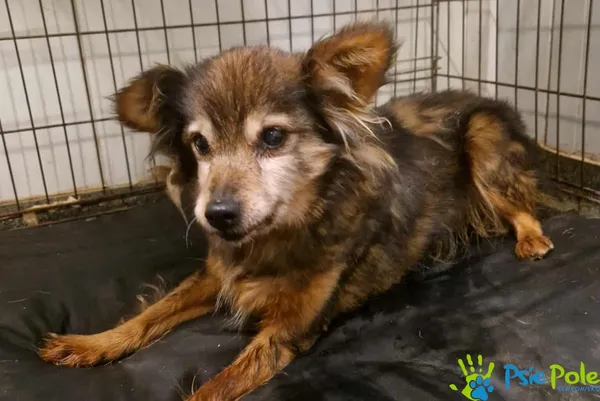 Pies do adopcji, Racławice, 11 listopada 2025 (2/2)