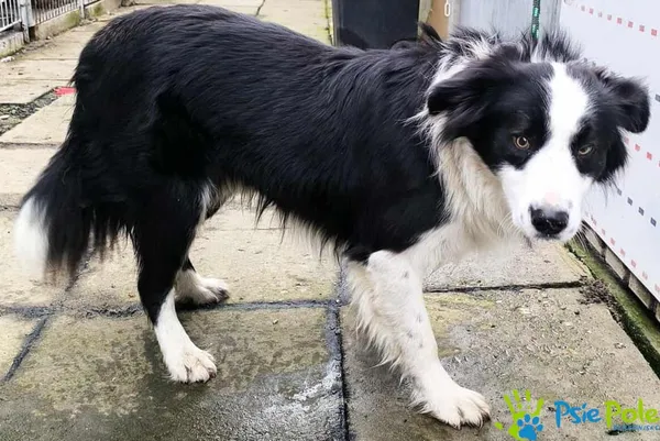 Pies do adopcji, Racławice, 13 listopada 2025 (1/3)