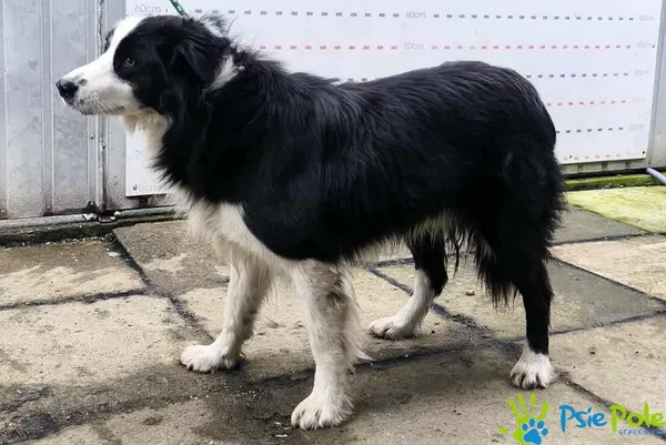 Pies do adopcji, Racławice, 13 listopada 2025 (2/3)