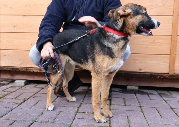 Znaleziono psa, Łódź, 13 listopada 2025 (1/4)