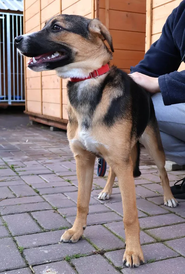 Znaleziono psa, Łódź, 13 listopada 2025 (3/4)