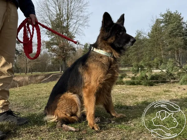 Znaleziono psa, Chełmek, 22 października 2025