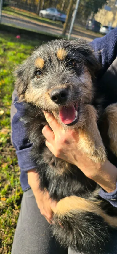 Pies do adopcji, Oborniki, 16 października 2025