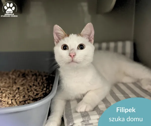 Kot do adopcji, Starogard Gdański, 13 listopada 2025 (2/3)