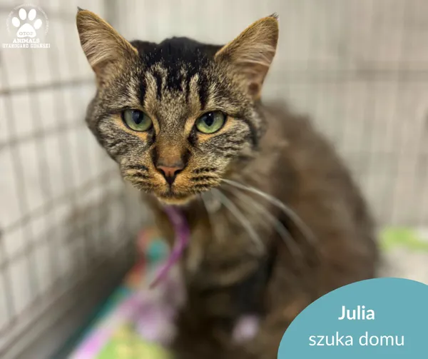 Kot do adopcji, Starogard Gdański, 13 listopada 2025 (1/2)