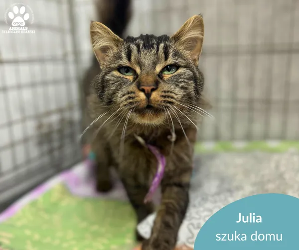Kot do adopcji, Starogard Gdański, 13 listopada 2025 (2/2)