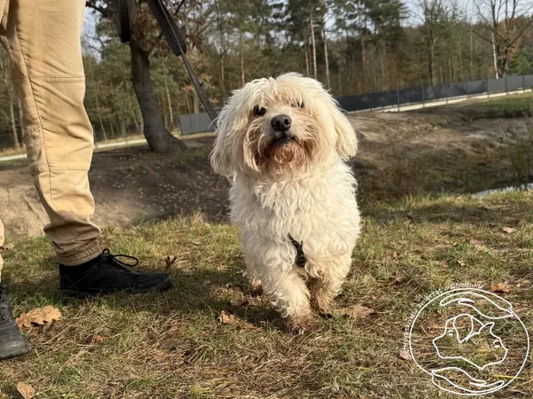 Pies do adopcji, Chełmek, 13 października 2025