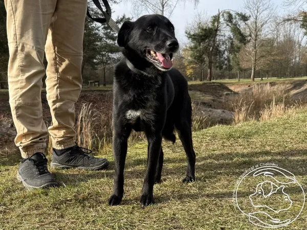 Pies do adopcji, Chełmek, 11 września 2025