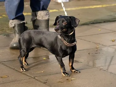 Pies do adopcji, Pabianice, 10 listopada 2025 (3/3)