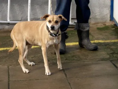 Pies do adopcji, Pabianice, 10 listopada 2025 (2/2)