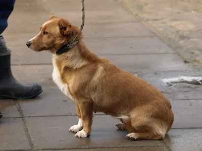 Pies do adopcji, Pabianice, 10 listopada 2025 (3/3)