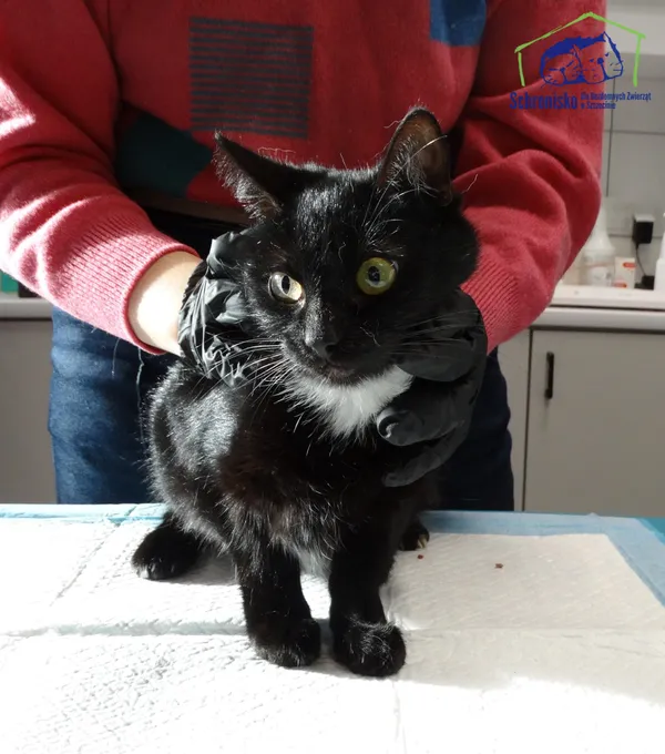 Kot do adopcji, Szczecin, 13 listopada 2025