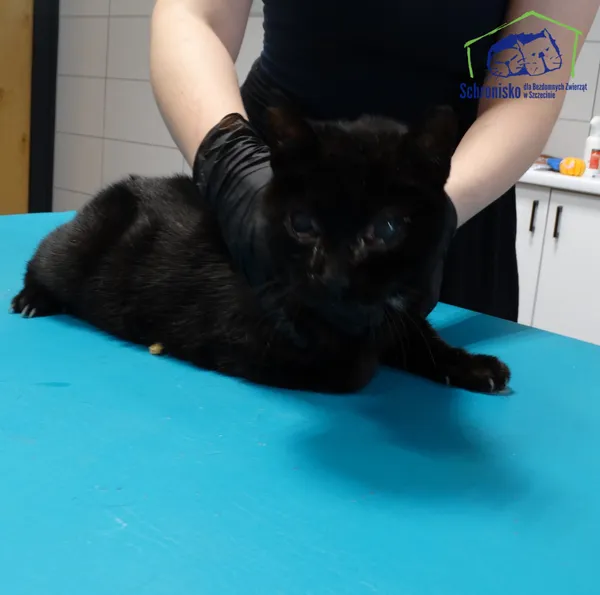 Kot do adopcji, Szczecin, 4 listopada 2025