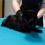 Kot do adopcji