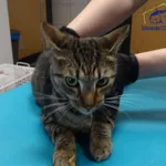 Kot do adopcji