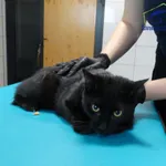 Kot do adopcji