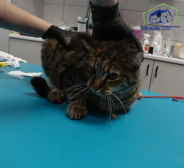 Kot do adopcji, Szczecin, 4 listopada 2025