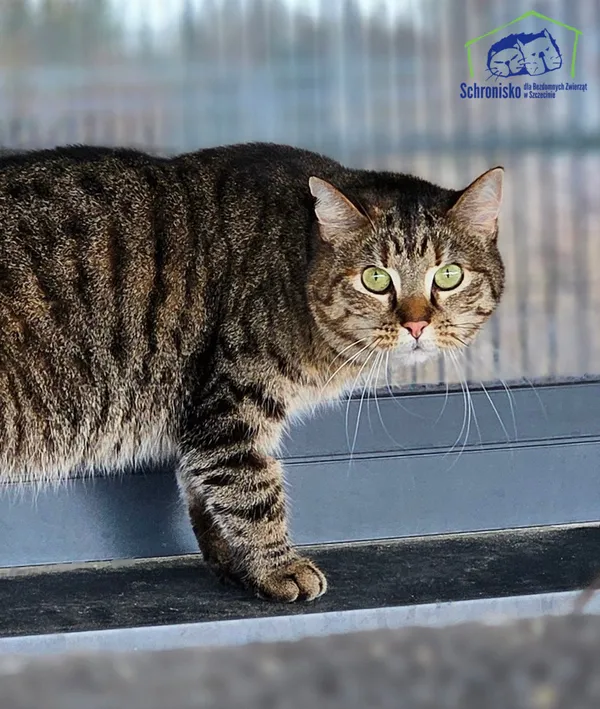 Kot do adopcji, Szczecin, 4 listopada 2025