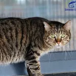 Kot do adopcji