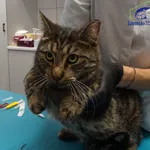 Kot do adopcji