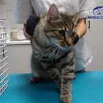 Kot do adopcji