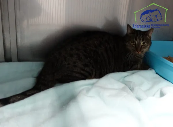 Kot do adopcji, Szczecin, 4 listopada 2025