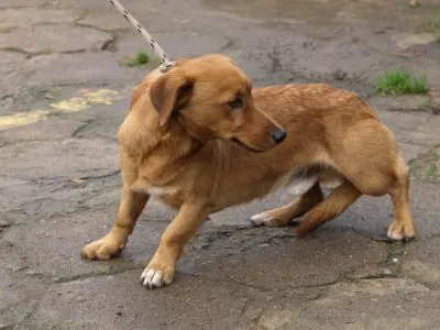 Pies do adopcji, Pabianice, 10 listopada 2025 (1/2)