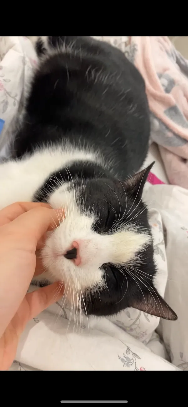 Zaginął kot, Kotomierz, 14 listopada 2025 (1/2)