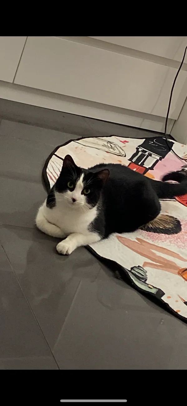 Zaginął kot, Kotomierz, 14 listopada 2025 (2/2)