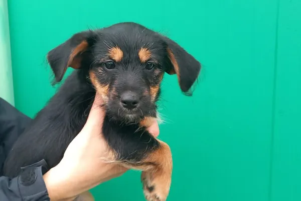 Pies do adopcji, Henrykowo, 11 października 2025 (1/2)