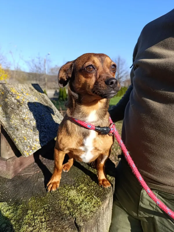 Pies do adopcji, Bełchatów, 14 października 2025 (1/5)