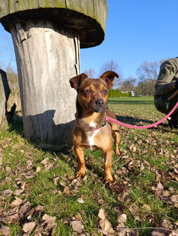 Pies do adopcji, Bełchatów, 14 października 2025 (2/5)