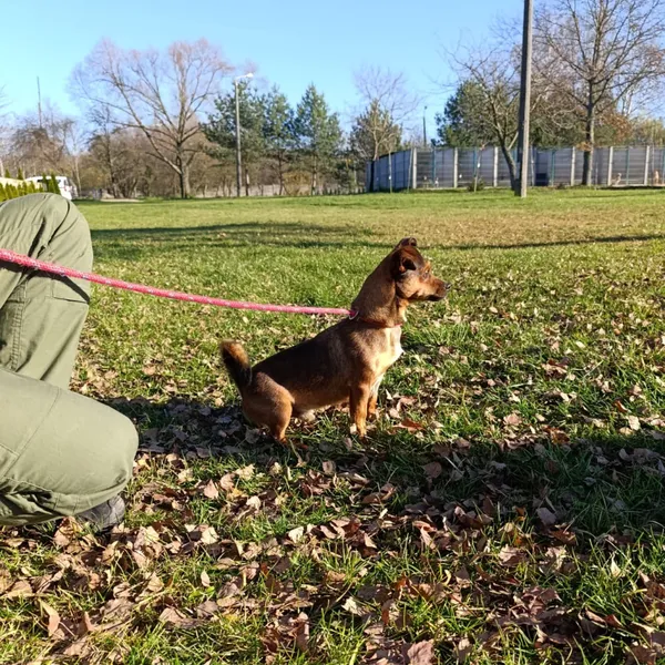 Pies do adopcji, Bełchatów, 14 października 2025 (3/5)