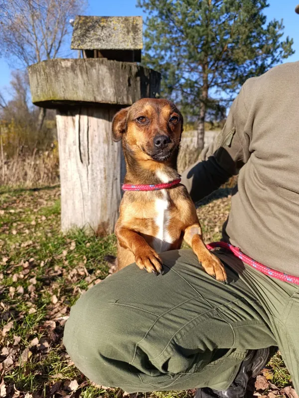 Pies do adopcji, Bełchatów, 14 października 2025 (5/5)