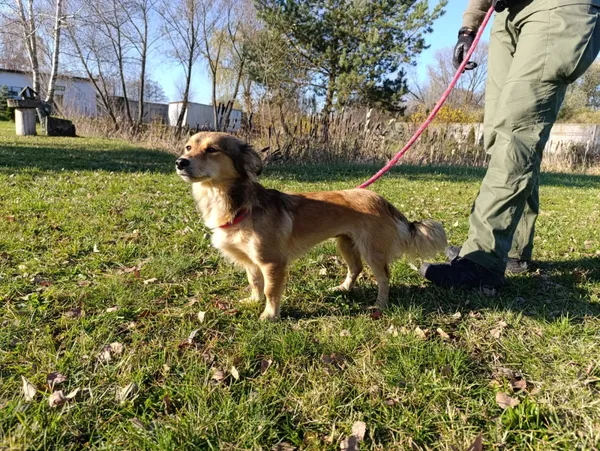 Pies do adopcji, Bełchatów, 10 października 2025 (1/5)