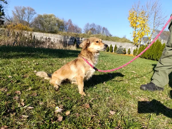 Pies do adopcji, Bełchatów, 10 października 2025 (4/5)