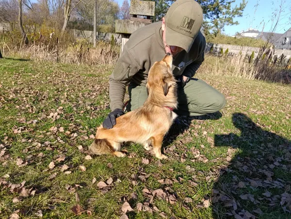 Pies do adopcji, Bełchatów, 10 października 2025 (5/5)