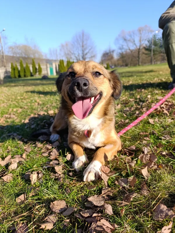 Pies do adopcji, Bełchatów, 10 października 2025 (1/5)