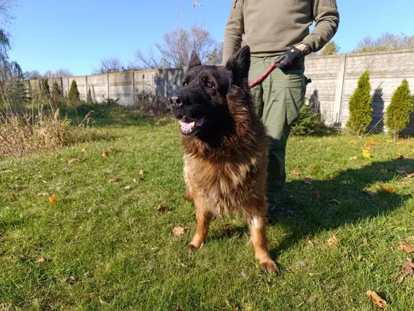 Pies do adopcji, Bełchatów, 14 października 2025 (3/5)