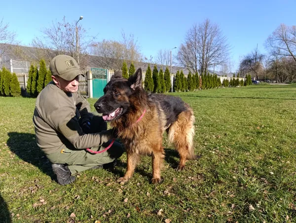 Pies do adopcji, Bełchatów, 14 października 2025 (4/5)