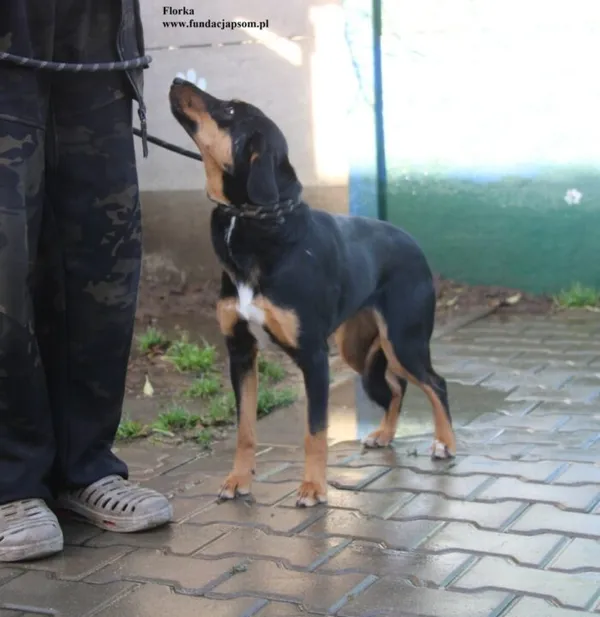 Pies do adopcji, Nowy Dwór Mazowiecki, 13 listopada 2025 (4/5)